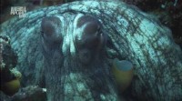 Animal Planet: C .  ( 4) / The Blue Realm. Tentacles (2004) HDTVRip