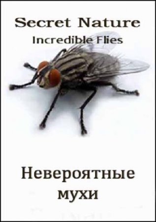  .   / Secret Nature. Incredible Flies (2004) SATRip