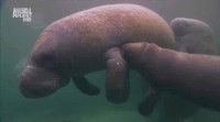 C .    ( 8) / The Blue Realm. Manatees and Dugongs (2004) HDTVRip