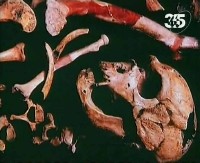  .   / Ancient mysteries. The Fate of Neandertals (2010/TVRip)