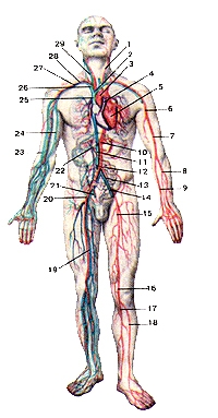 Anatomy Atlas 400 - c  