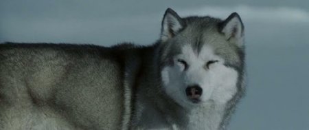   / Eight Below (2006) DVDRip-AVC