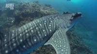 C .  :   ( 5) / Whalesharks: Gentle Giants (2004/HDTVRip)