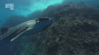 C .  :   ( 5) / Whalesharks: Gentle Giants (2004/HDTVRip)