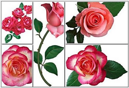 Roses - Scrapset in the PSD