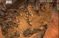 Animal Planet: ,    / Feeding Off Nature's Giant (2010) TVRip