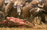 Animal Planet: ,    / Feeding Off Nature's Giant (2010) TVRip