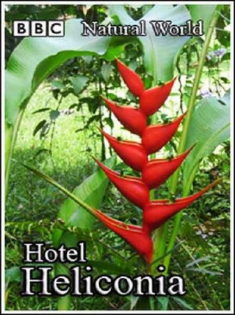 :  .   / Natural World. Hotel Heliconia (2001) SATRip