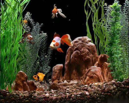 Gold Fish Aquarium v 2.1 Rus + Key