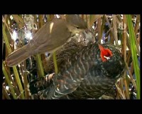 BBC:  .  / : The Natural World. Cuckoo (2009) DVB