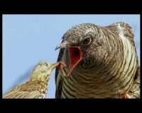 BBC:  .  / : The Natural World. Cuckoo (2009) DVB