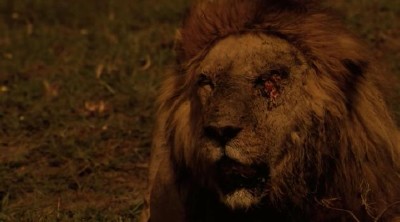   / The Last Lions (2011/HDRip)