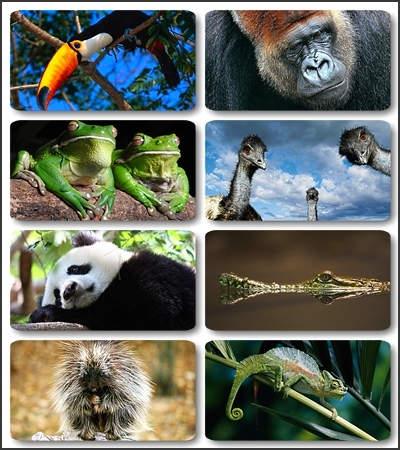  -    / 125 Wallpapers animals