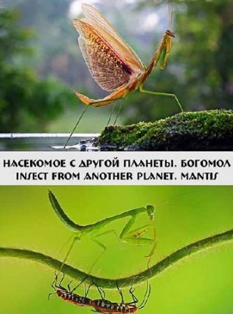  .  / Insect from another planet. Mantis (2012) HDTVRip 