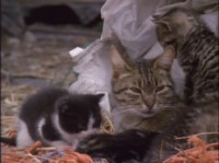 NG: :   / NG: Cats: Caressing The Tiger (1991) DVDRip