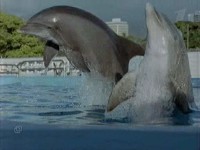   ? / Dolphins Deep Thinkers? (2003) TVRip