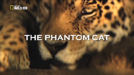 Nat Geo Wild:   / Nat Geo Wild: The Phantom Cat (2012)  HDTVRip