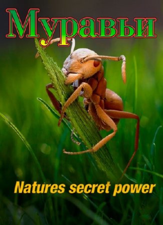 :    / Ants: Natures secret power (2005) HDTVRip