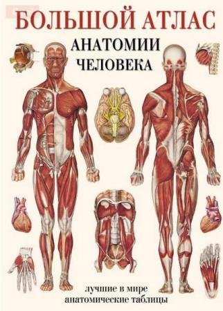 Anatomical Chart Company -    