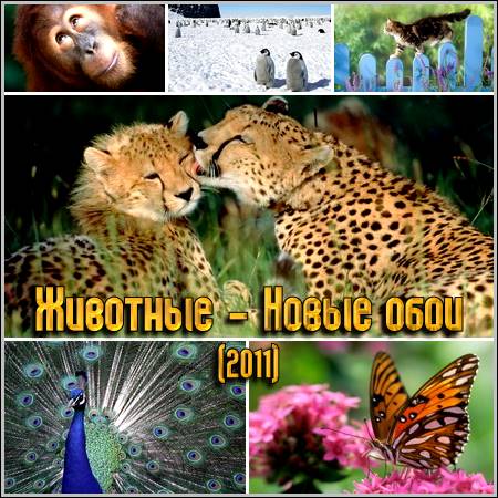 �������� - ����� ���� (2011)