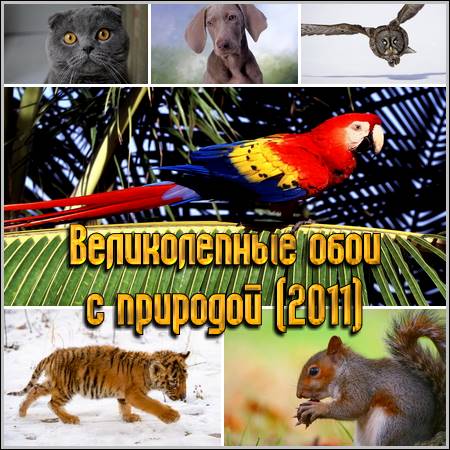 ������������ ���� � �������� (2011)