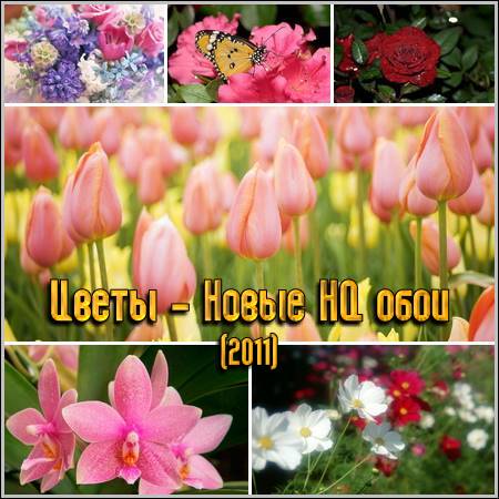 ����� - ����� HQ ���� (2011)