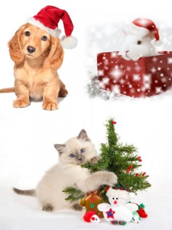 ��������: ���������� �������� (����, �������, ������)