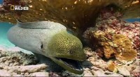 .   / Moray Eels. Alien empire (2010) HDTVRip