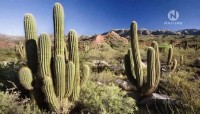    / Wild Faces of the Andes (2011) SATRip