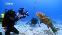 ����-������� / Sea strikers (2010) HDTVRip