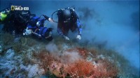 ����-������� / Sea strikers (2010) HDTVRip
