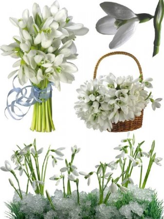 ��������: �������� ����� - �����������