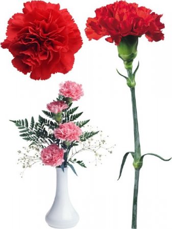 ��������: ����� - ��������