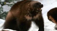  :   / America the wild Wolverine King (2011) HDTVRip 