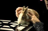 ����� 2.0. ������� c�����. ������� (2011) SATRip 