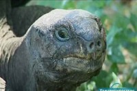 80 �������� ������ �����. ������������� ���� ������������ �������� / Il Giro Del Mondo In 80 Isole (2011) SATRip 