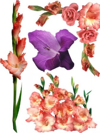 ��������: ����� - ����������