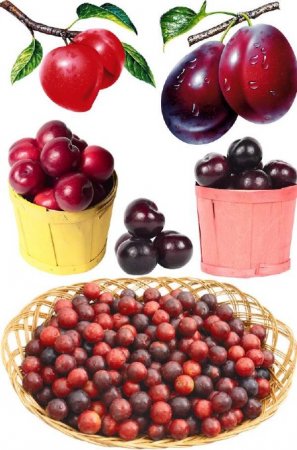 ��������� ��������: �����, �����