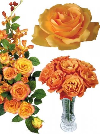 ��������: ����� - ��������� ����